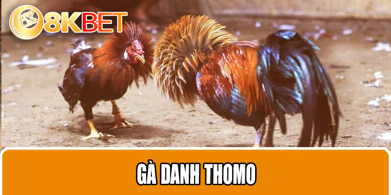 Gà Danh Thomo